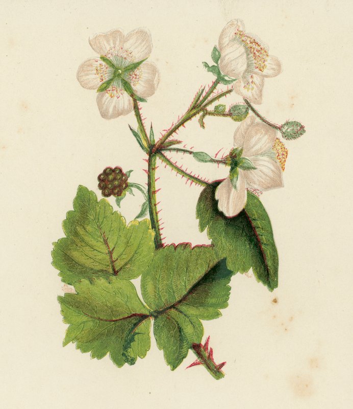 Amora comum ou amora-preta, Rubus Fruticosus (litografia a cores) de English School
