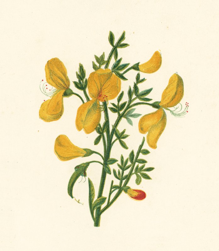 Vassoura comum, Cytisus Scoparius (cor litho) de English School