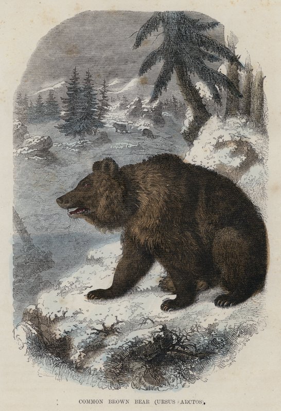 Urso Castanho Comum, Ursus Arctos (gravura colorida) de English School