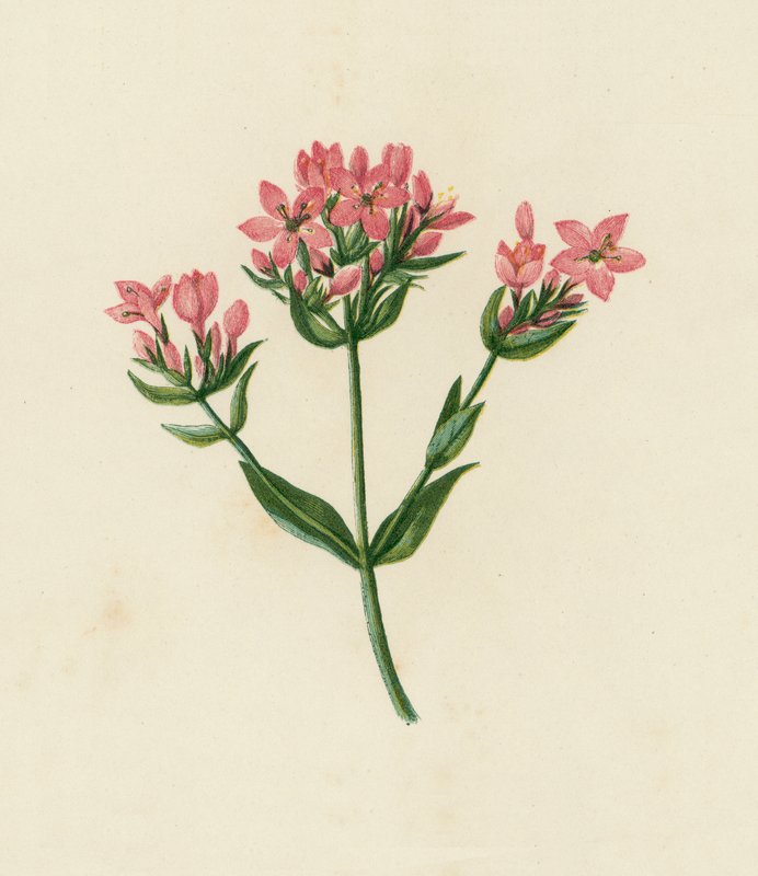 Centauro comum, Erythraea Centaurium (litografia a cores) de English School