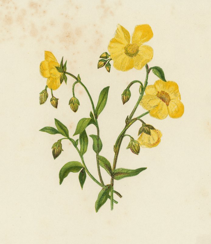 Cisto comum; ou, Rosa da Rocha, Helianthemum Vulgare (cor litho) de English School