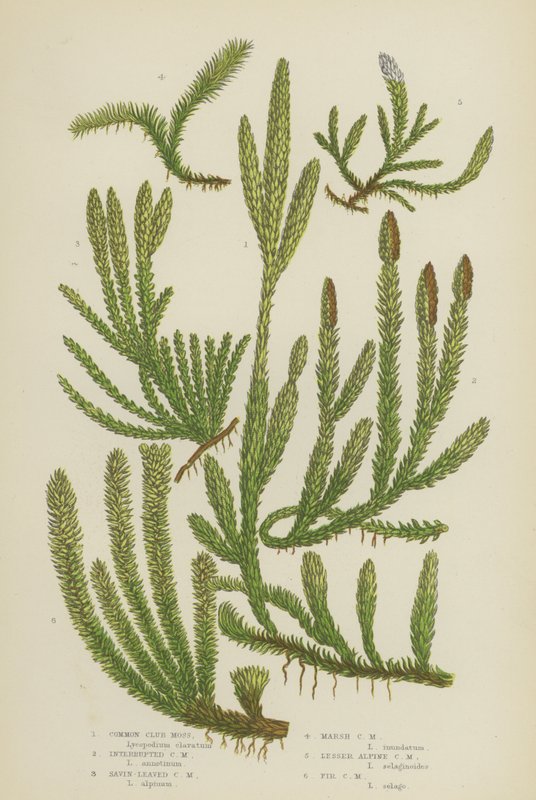 Moss Club Moss comum, Moss Club Interrompido, Moss Club Savin-Leaved, Moss Club Marsh, Moss Club Lesser Alpine (cor litho) de English School
