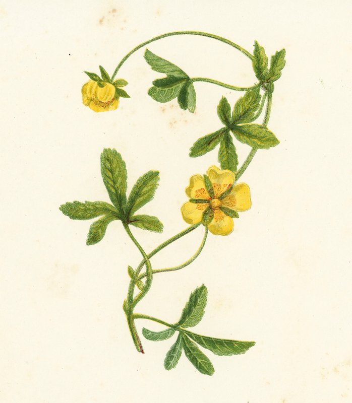 Cinquefoil rasteiro comum, Potentilla Reptans (litografia a cores) de English School