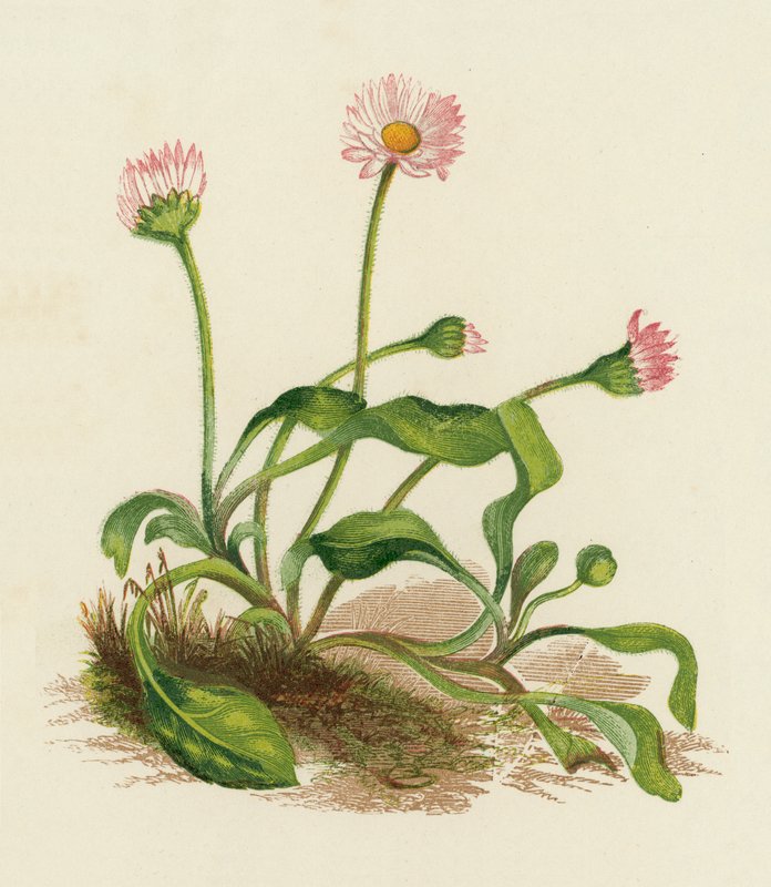 Margarida comum, Bellis Perennis (litografia a cores) de English School