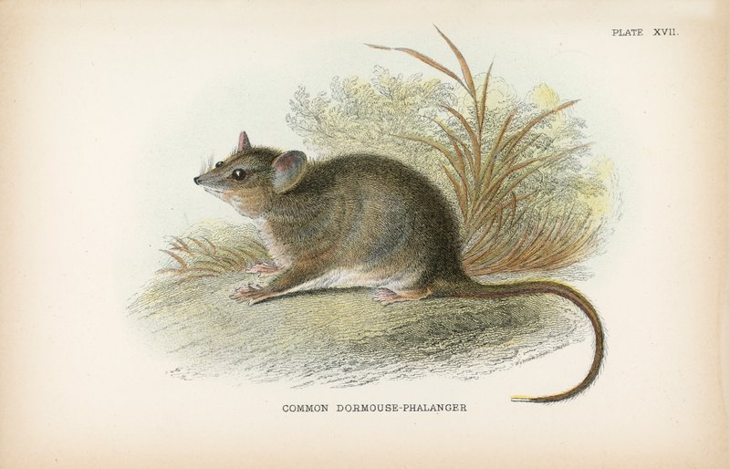 Dormouse-Phalanger comum de English School
