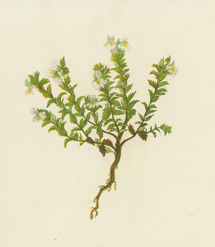 Euphrasia Officinalis (litografia colorida) de English School
