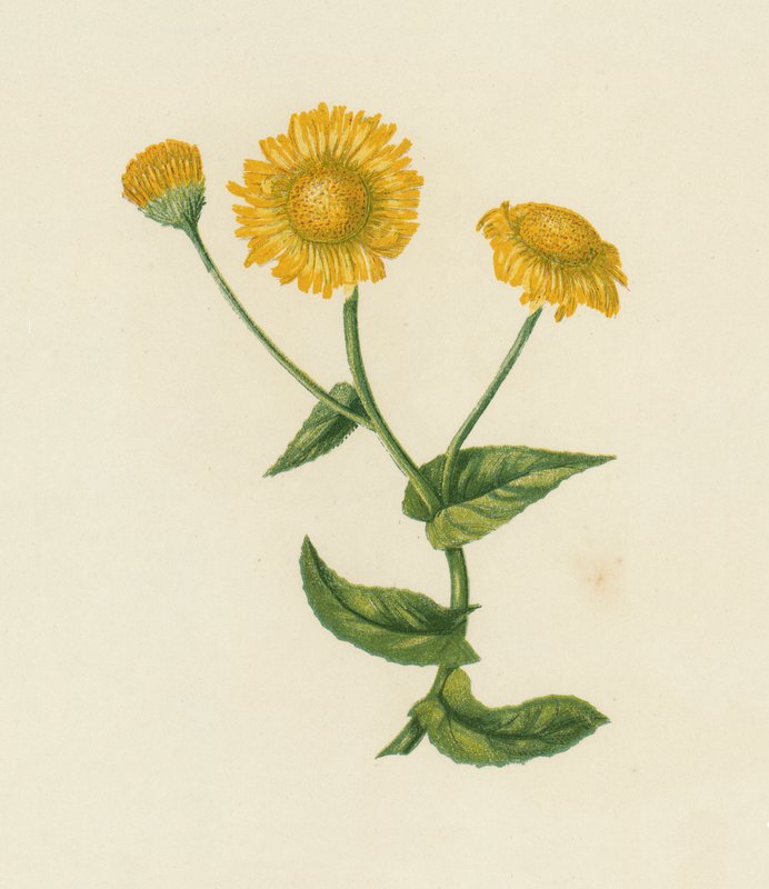 Pulicaria Dysenterica (litografia a cores) de English School