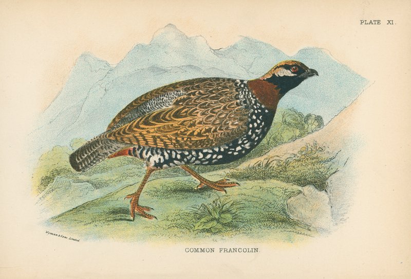 Francolin Comum de English School