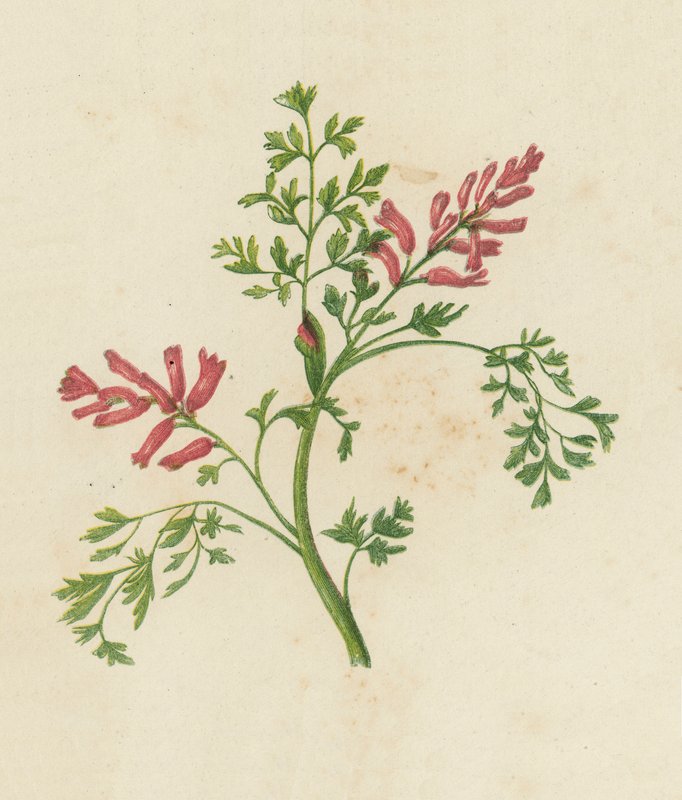 Fumitória comum, Fumaria Officinalis (litografia colorida) de English School