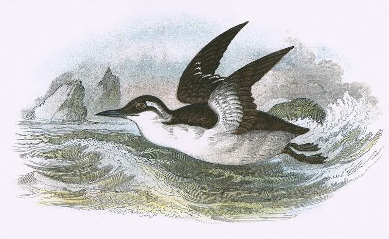 Guillemot comum de English School