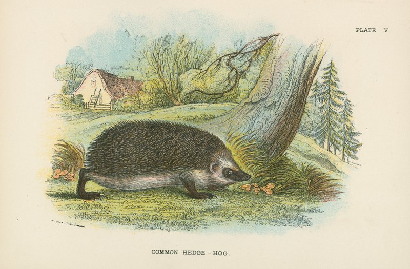 Hedge-Hog comum de English School