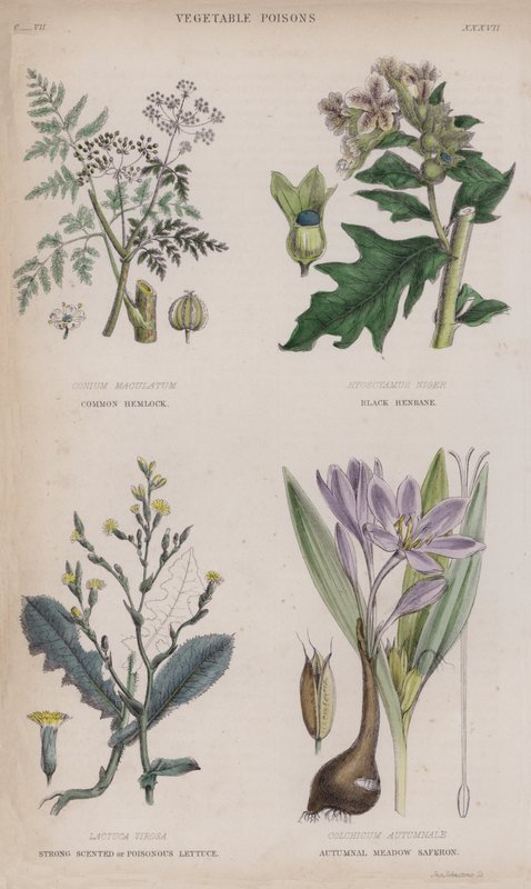Cânhamo Comum; Henbane Preto; Alface Forte Perfumada ou Venenosa; Saferon de Outono do Prado (gravação a cores) de English School