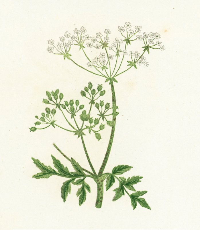 Hemlock comum, Conium Maculatum de English School