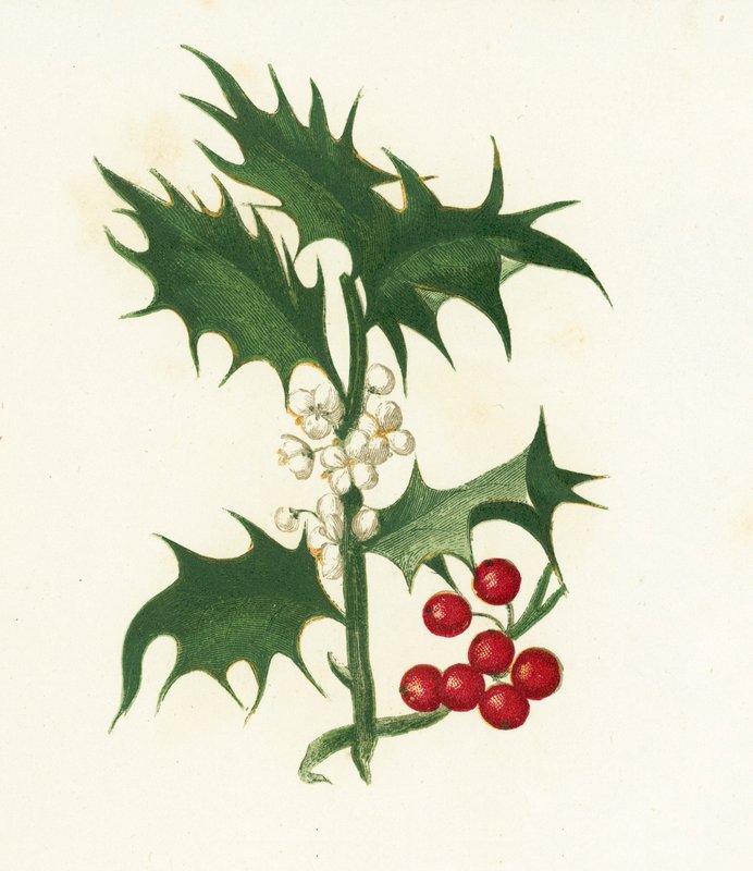 Holly comum, Ilex Aquifolium de English School