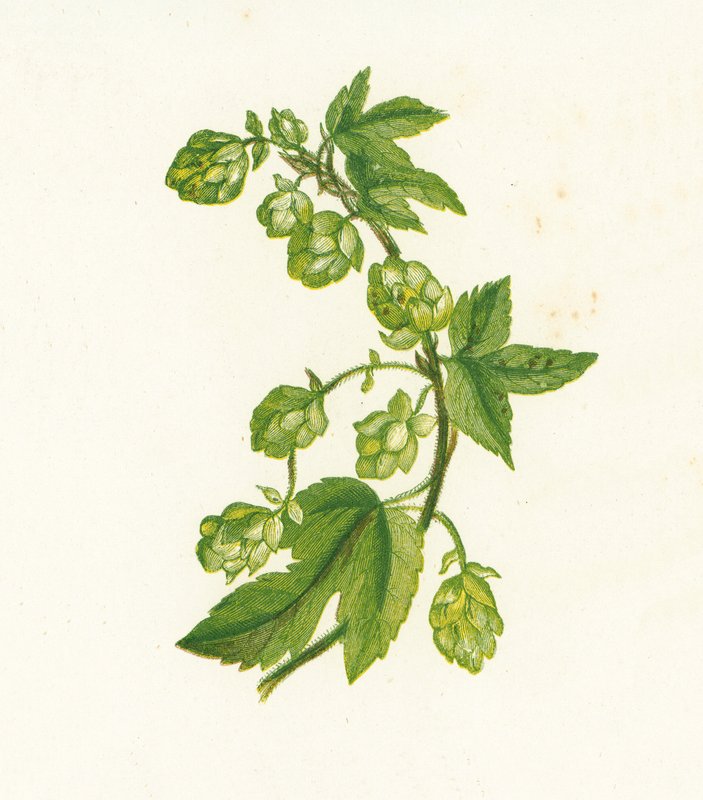 Lúpulo Comum, Humulus Lupulus de English School