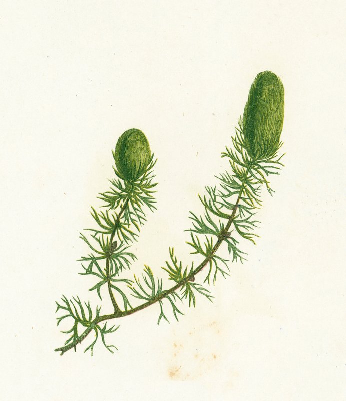 Hornwort comum, Ceratophyllum Demersum de English School
