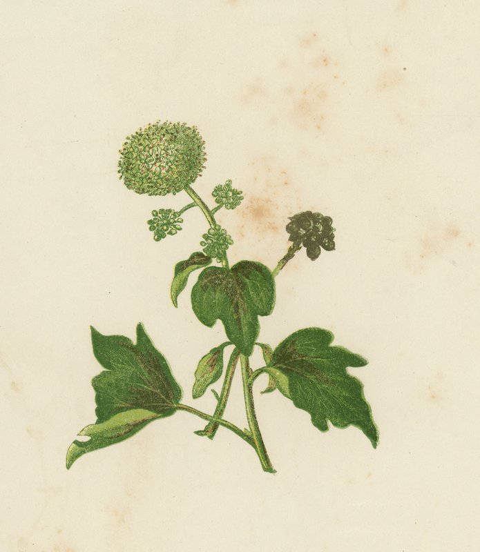 Hera comum, Hedera Helix (cor litho) de English School