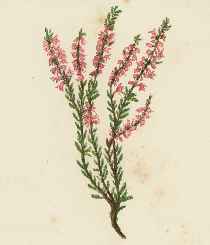 Calluna Vulgaris (litografia a cores) de English School