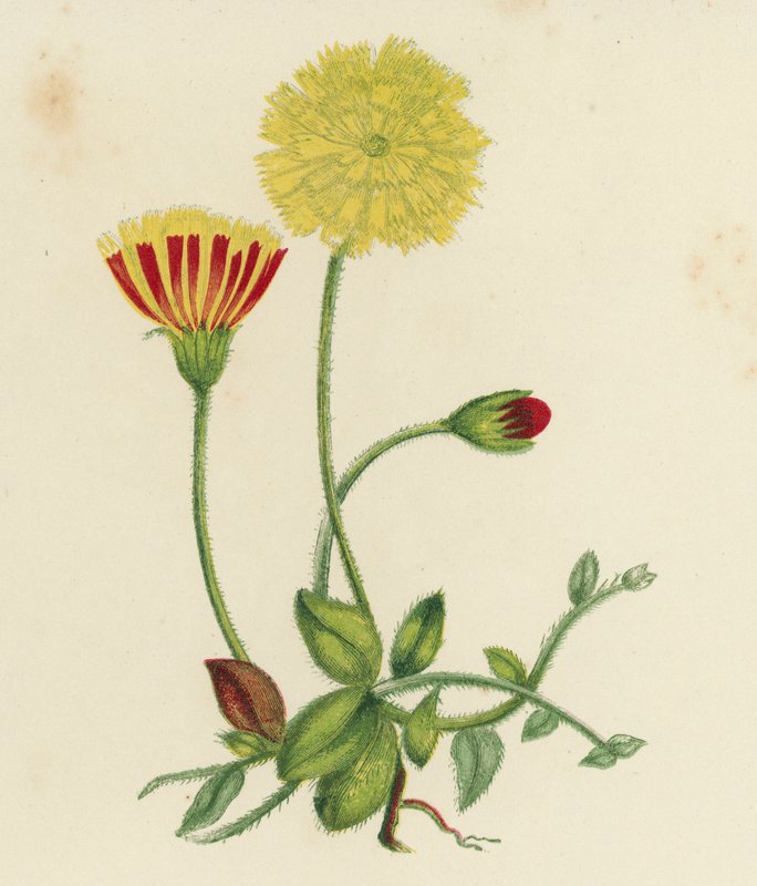 Hieracium Pilosella (litografia colorida) de English School