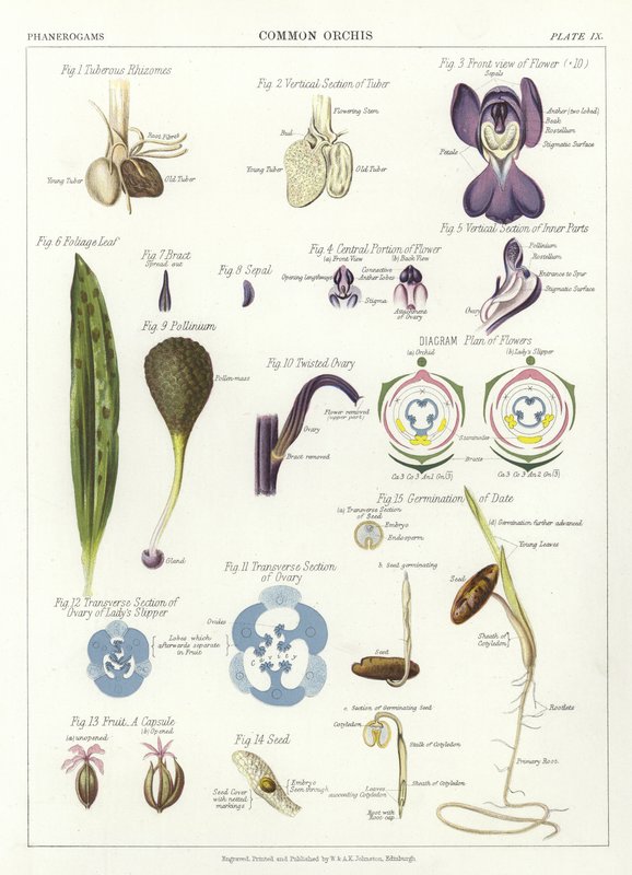 Orchis comum de English School