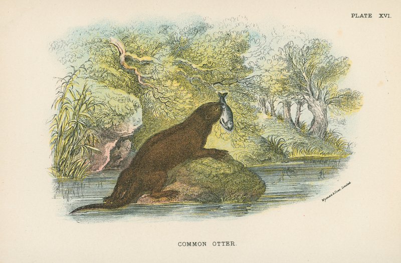 Lontra comum de English School