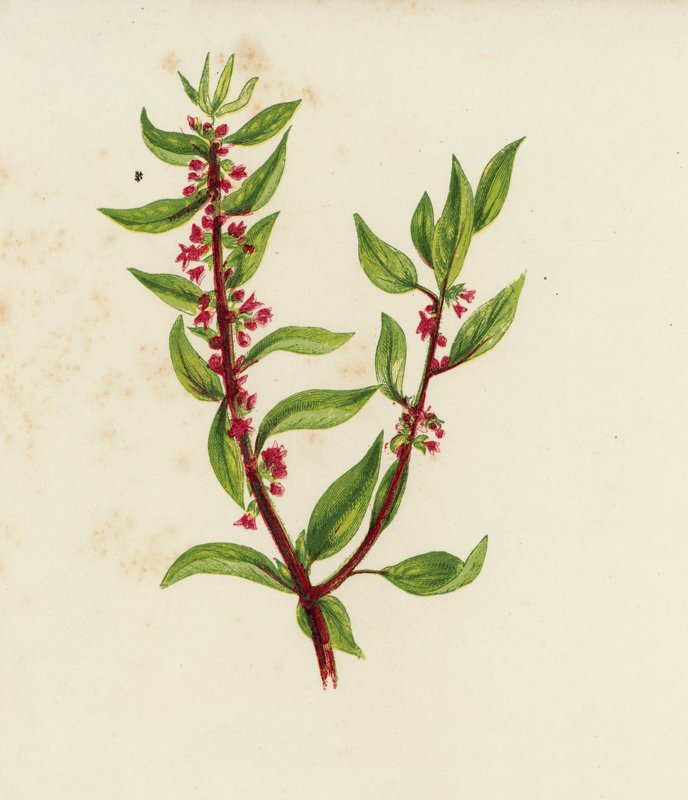 Parietária Officinalis (litografia a cores) de English School