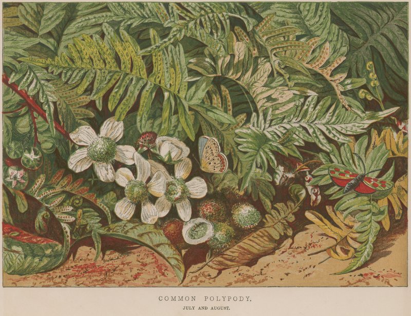 Polypody comum de English School