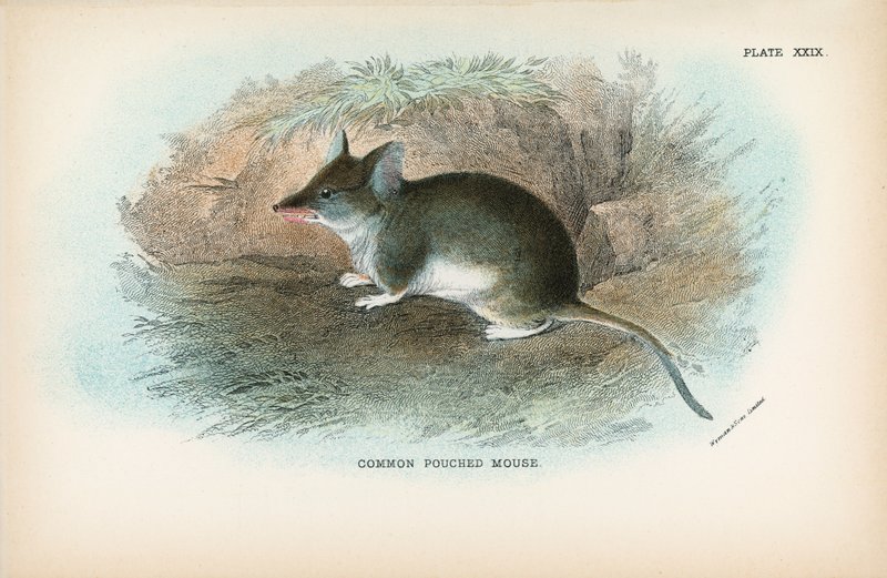 Rato pouched comum de English School