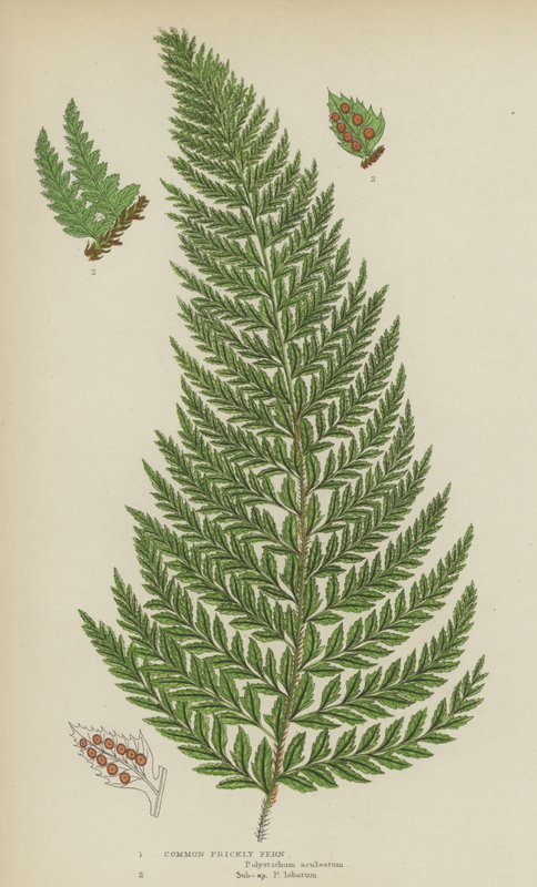 Figo da índia comum (cor litho) de English School