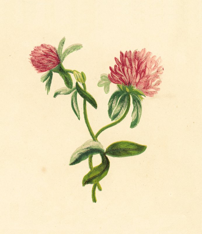 Trevo Roxo Comum, Trifolium Pratense de English School