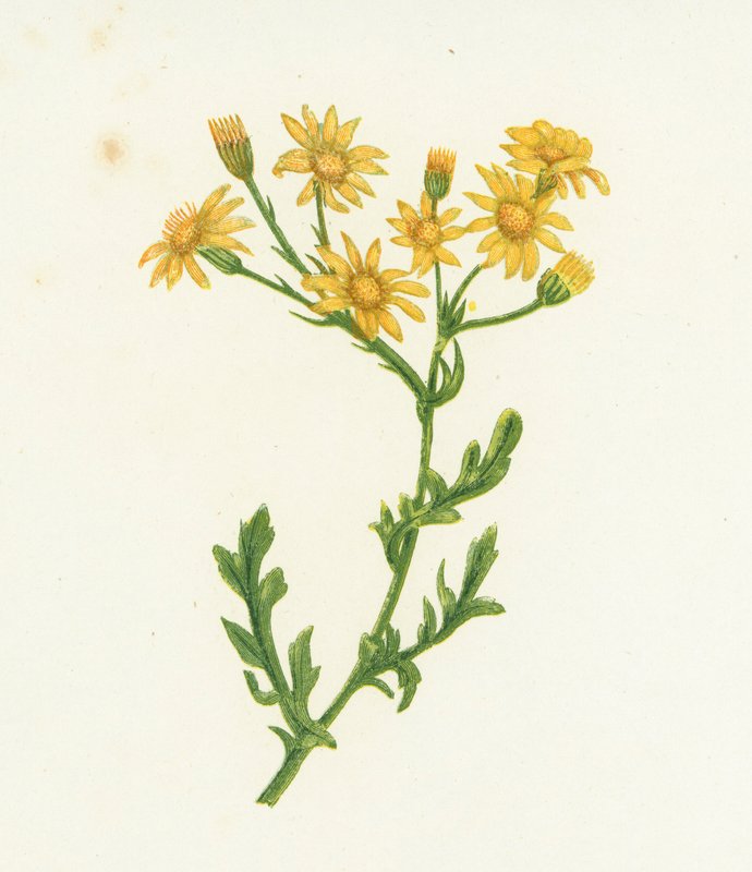 Ragwort Comum, Senecio Jacobaea de English School