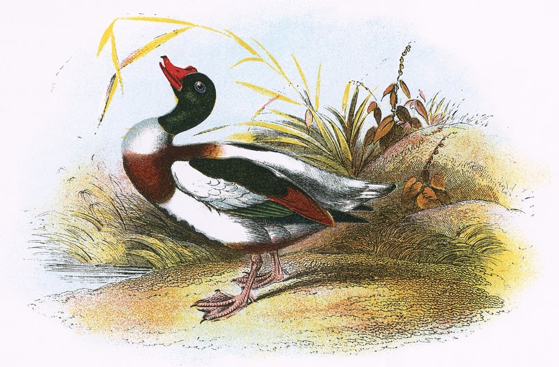 Pato-Sheld Comum de English School
