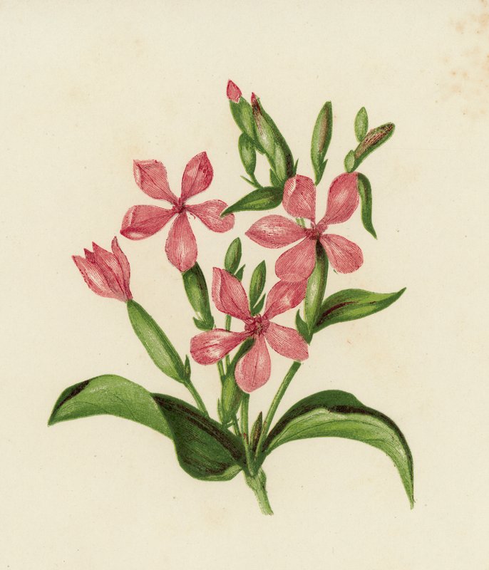 Soapwort Common, Saponaria Officinalis (cor litho) de English School