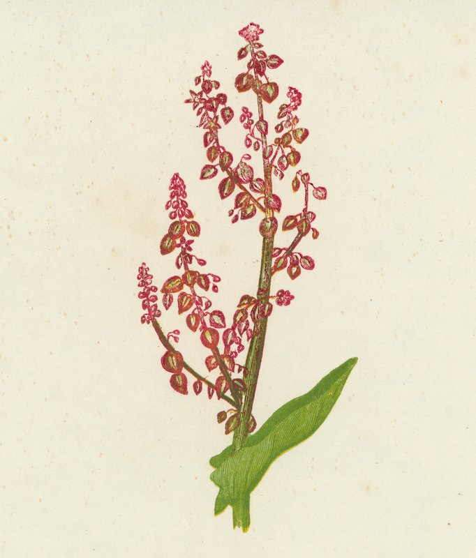 Azeda comum, Rumex Acetosa (litografia a cores) de English School