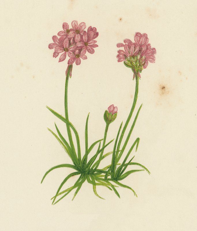 Armeria de Estática Comum (cor litho) de English School