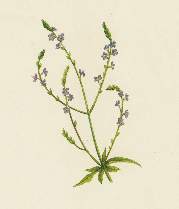 Vervain comum, Verbena Officinalis (cor litho) de English School
