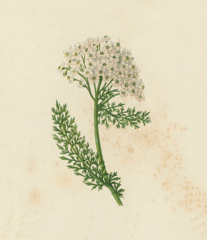 Milfoil ou Milfoil comum, Achillea Millefolium (cor litho) de English School