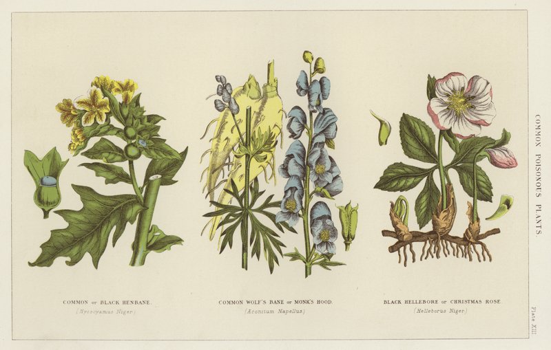 Plantas venenosas comuns (gravura) de English School