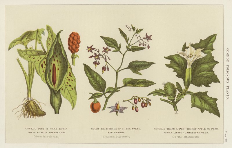 Plantas venenosas comuns (gravura) de English School