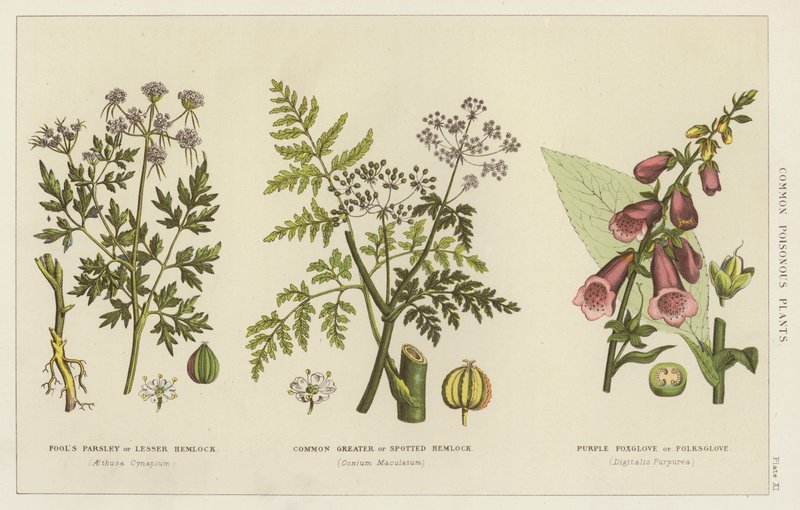 Plantas venenosas comuns (gravura) de English School