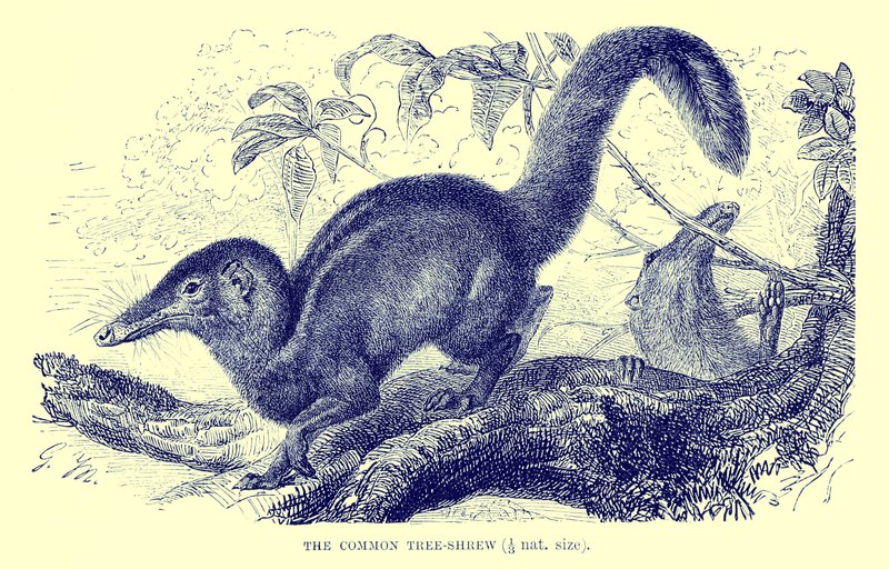 Musaranho-das-árvores, ilustração de "The Royal Natural History" (litografia) de English School