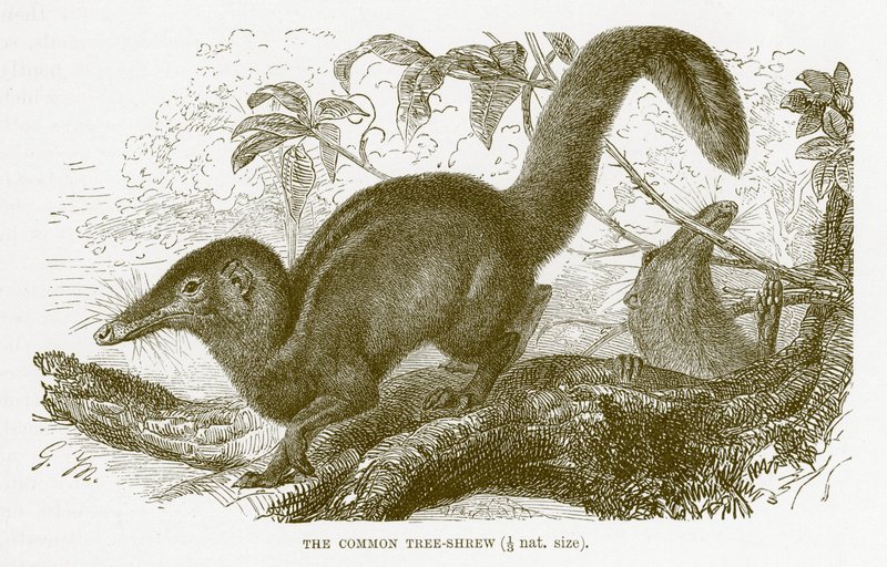 Árvore-shrew comum, ilustração da história natural real de English School