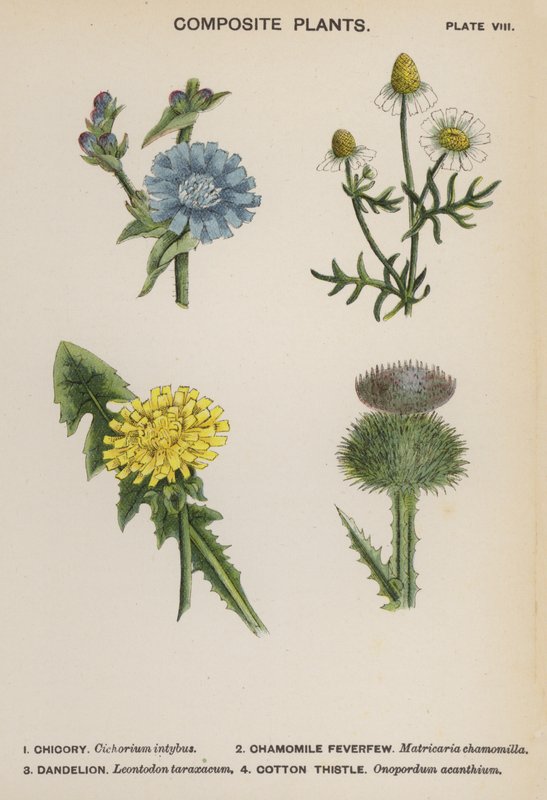 Plantas compostas (litografia a cores) de English School