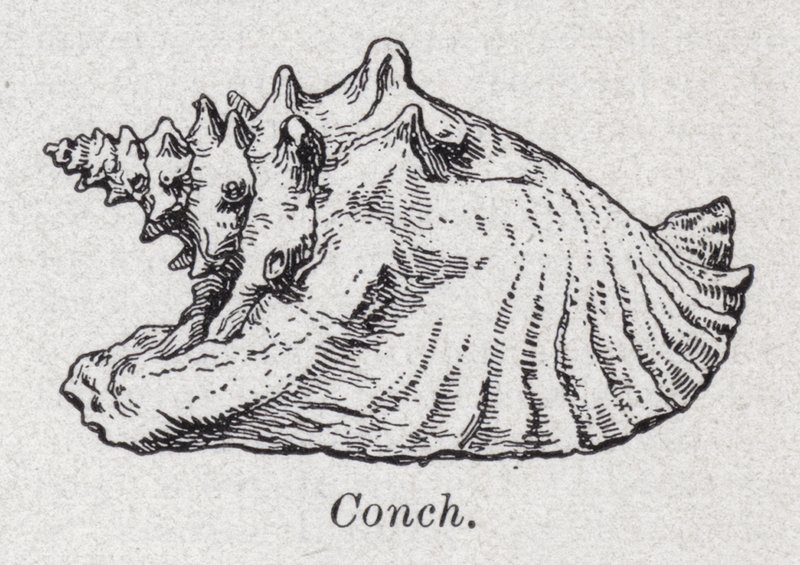 Conch (litho) de English School