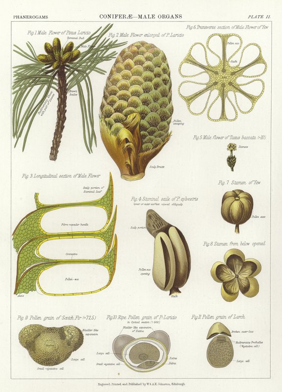 Coniferae, Órgãos Masculinos de English School