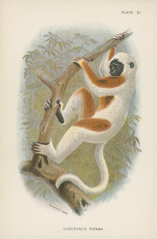 Coquerels Sifaka de English School