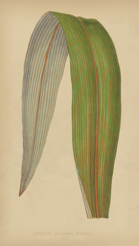 Cordyline (Dracaena) Não dividido de English School