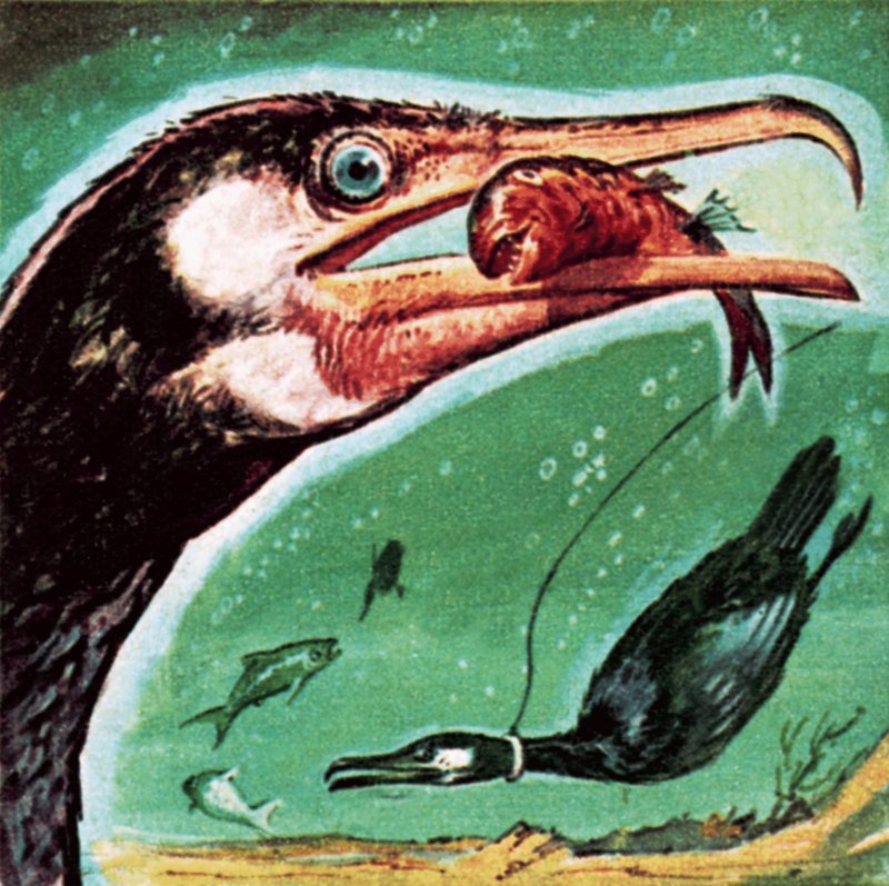 Cormorão de English School