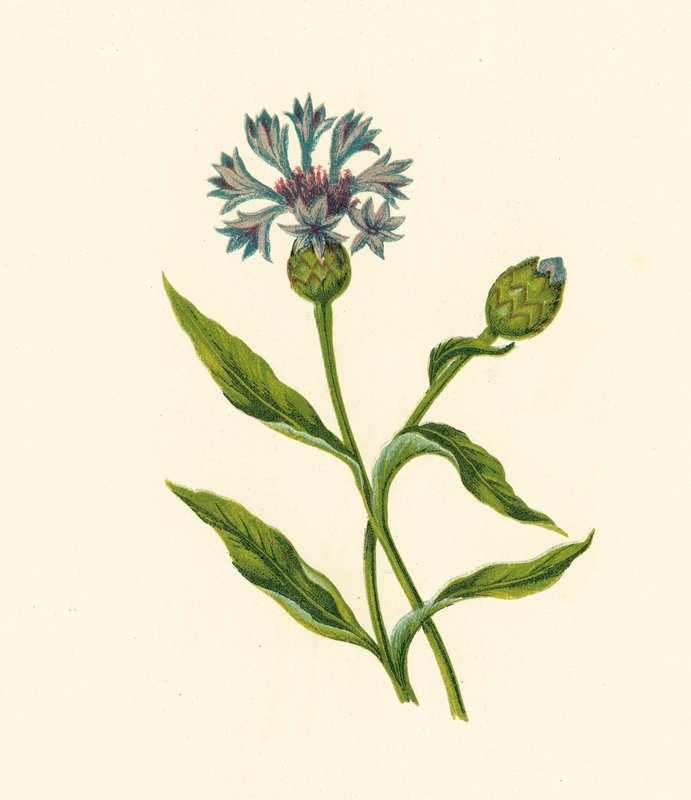 Corn Blue-Bottle, Centaurea Cyanus (litografia a cores) de English School
