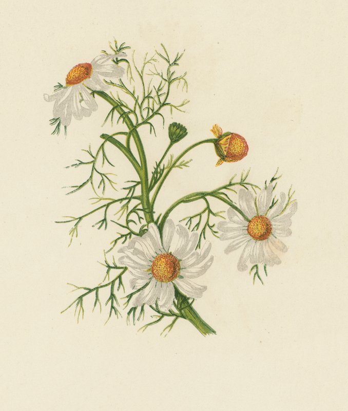 Corn Feverfew, Pyrethrum Inodorum (cor litho) de English School